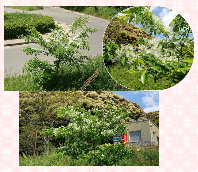 運動公園内に咲く白い花✿ |